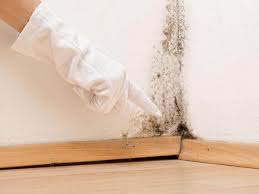 Reliable Perth Amboy, NJ Mold Remediation Solutions